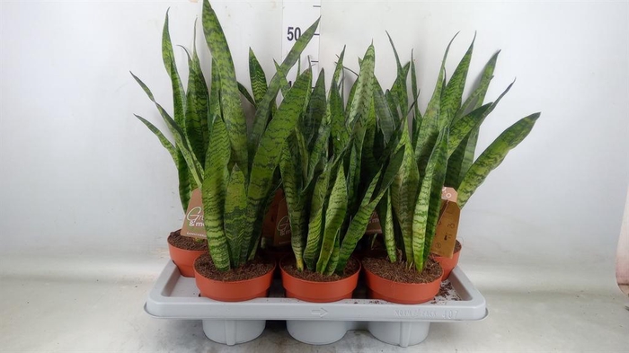 <h4>Sansevieria zeylanica</h4>