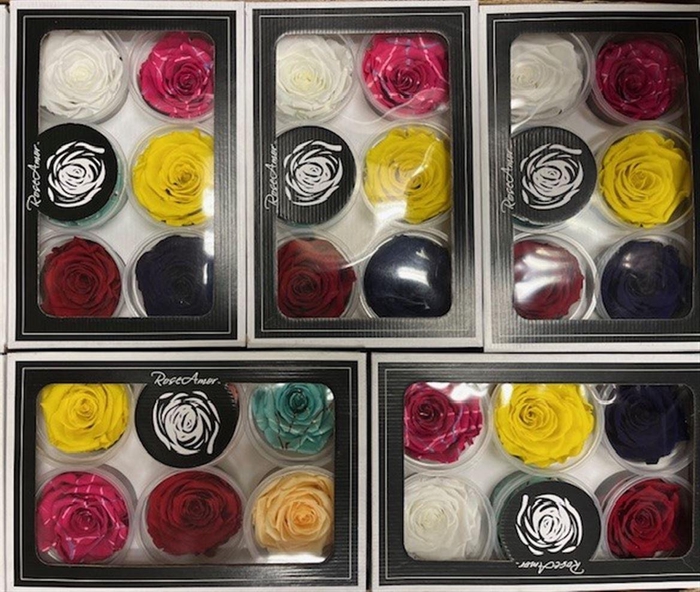 <h4>Pr 1 Mixed 6 Colors</h4>