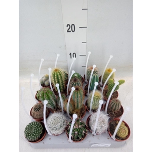 Cactus   ...mix