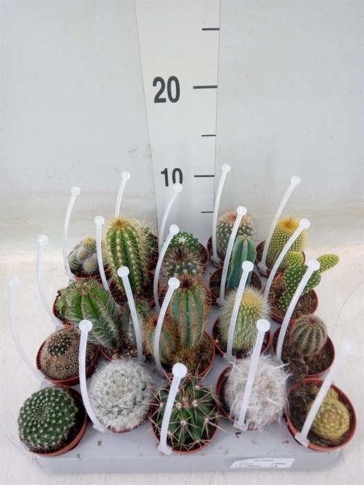 <h4>Cactus   ...mix</h4>