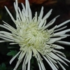 Chr G Veneri White