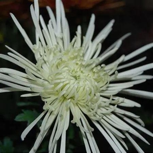 Chr G Veneri White