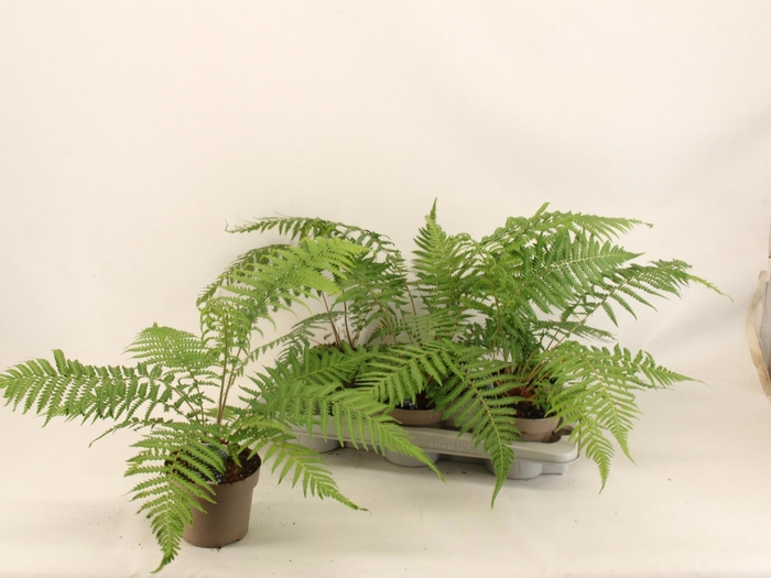 <h4>DICK ANTARCTICA</h4>