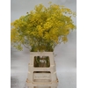 ANETHUM GRAVEOLENS
