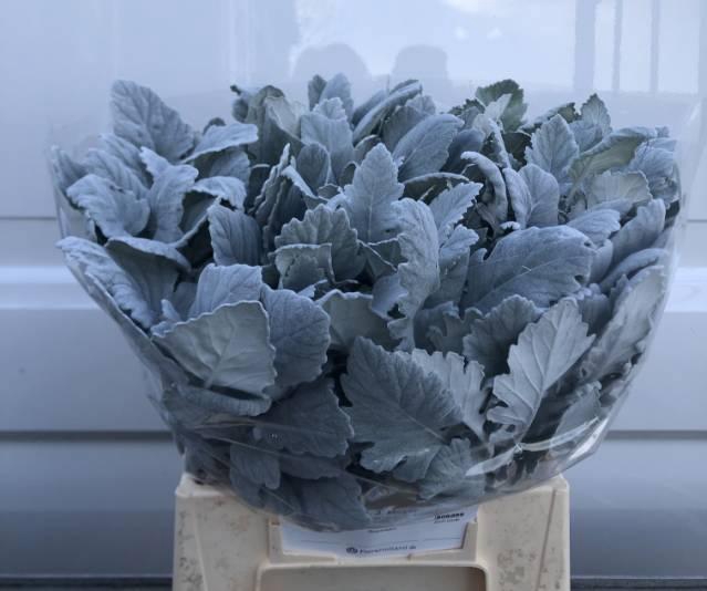 <h4>JACOBAEA NEW LOOK</h4>