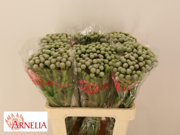 <h4>BRUN AYOBA SILV MOON</h4>