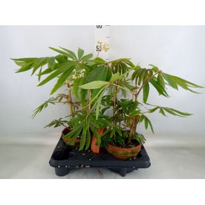 Begonia BD   ...