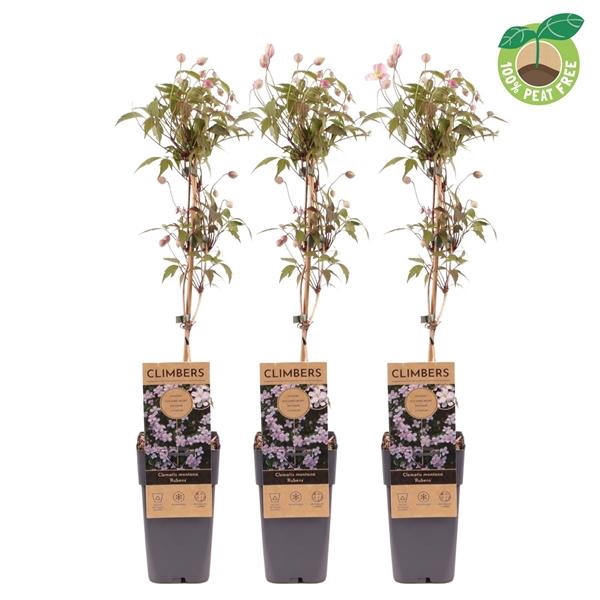 <h4>Clematis montana 'Rubens'</h4>