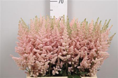 <h4>Astil C Vision Inferno</h4>