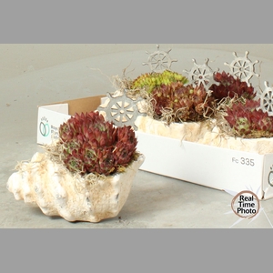 ARR SEMPERVIVUM