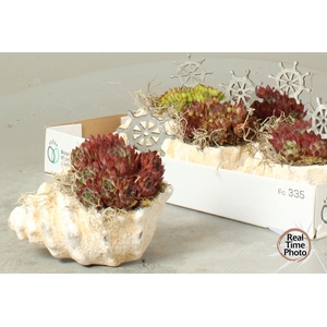 ARR SEMPERVIVUM