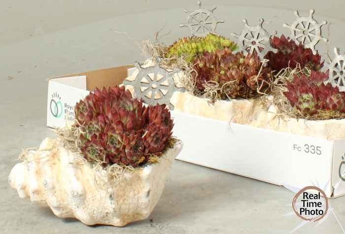 <h4>ARR SEMPERVIVUM</h4>