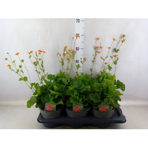 Geum coccineum 'Borisii'