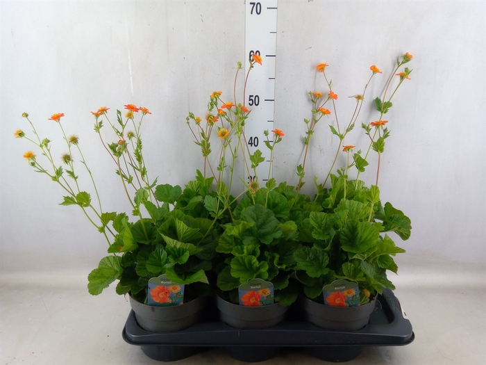 <h4>Geum coccineum 'Borisii'</h4>