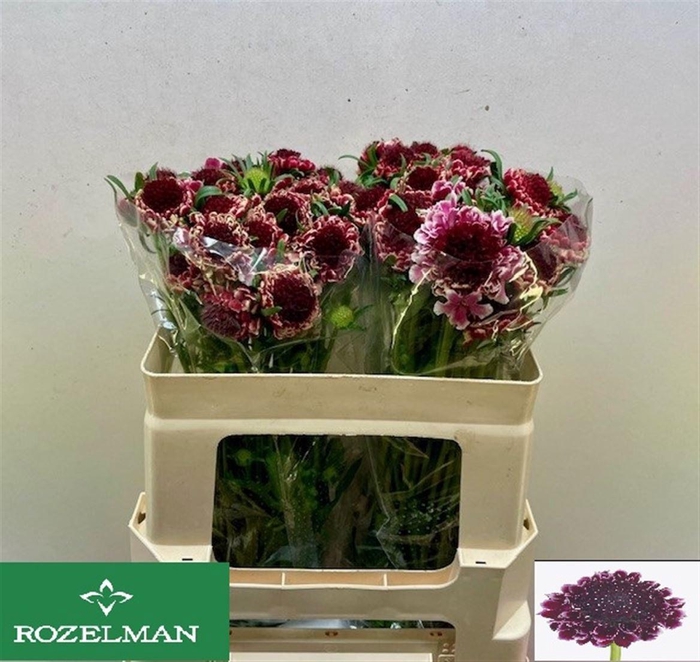 <h4>SCAB AT SW CHE SCOOP</h4>