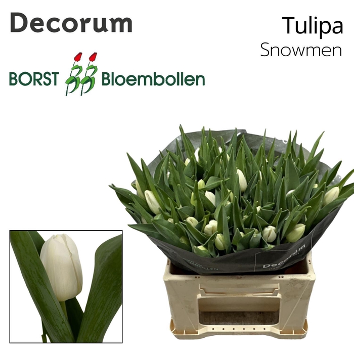 <h4>Tulipa Snowmen</h4>