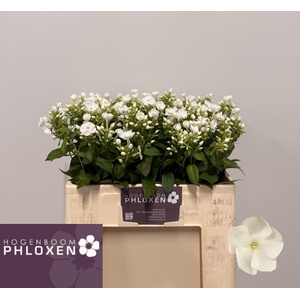 PHLOX P DANIELLE