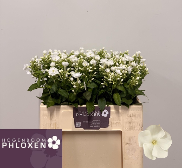 <h4>PHLOX P DANIELLE</h4>