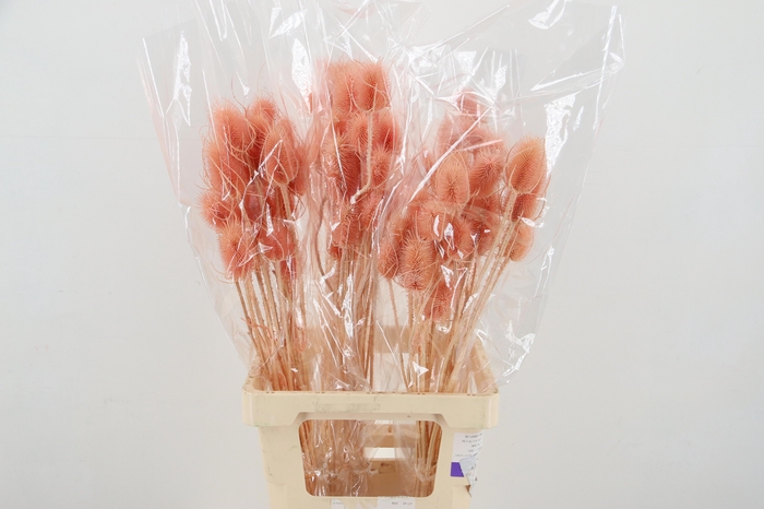 <h4>DROOGBL BEWERKT H%</h4>