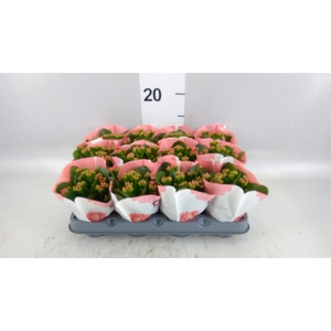 Kalanchoe  'RoseFlow Noelle'