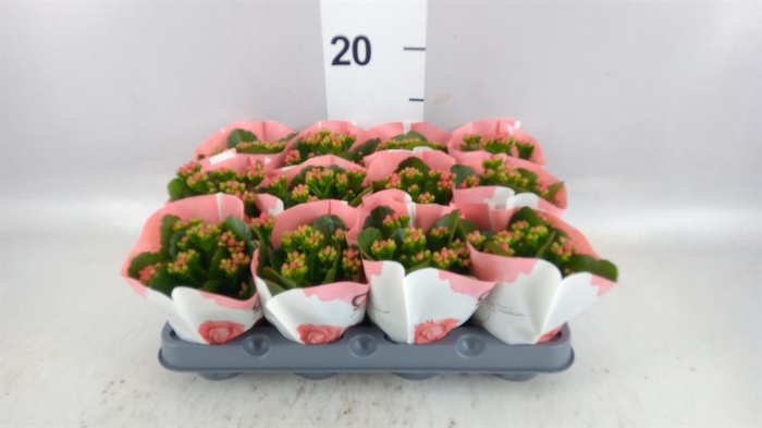 <h4>Kalanchoe  'RoseFlow Noelle'</h4>