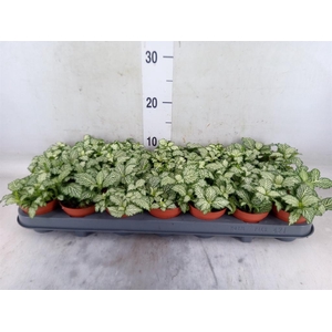 Fittonia  'Mosaic White Tiger'