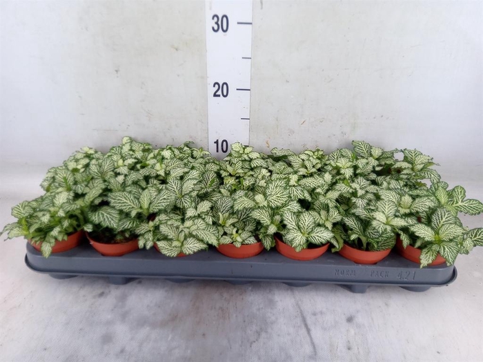 <h4>Fittonia  'Mosaic White Tiger'</h4>