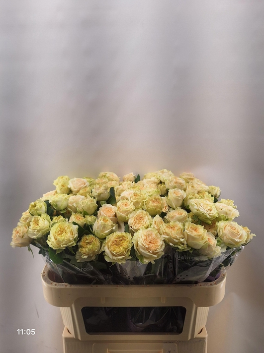 <h4>R TR SUMMERROSE</h4>