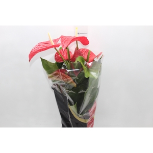ANTHURIUM MICHIGAN P17 PREMIUM