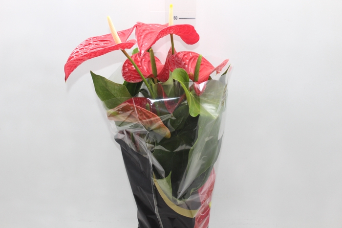 <h4>ANTHURIUM MICHIGAN P17 PREMIUM</h4>