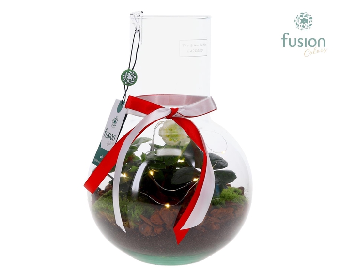 <h4>Green Bottle Suzanne Medium met Helleborus</h4>