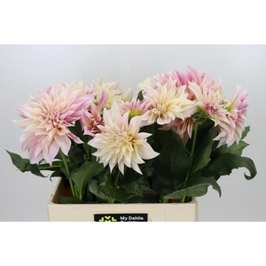 Dahlia Cafe Au Lait Creme