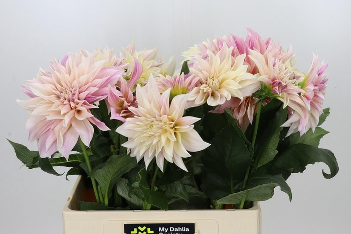 Dahlia Cafe Au Lait Creme