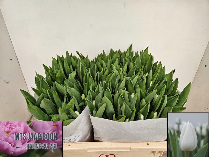 <h4>TU EN ROYAL VIRGIN</h4>