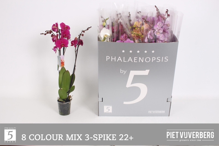 <h4>PHAL GEM 8 KL</h4>