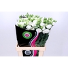 Lisianthus Du Rosita White