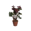 ANTHURIUM GIANT CHOCOLATE P12 CHOCOLATE