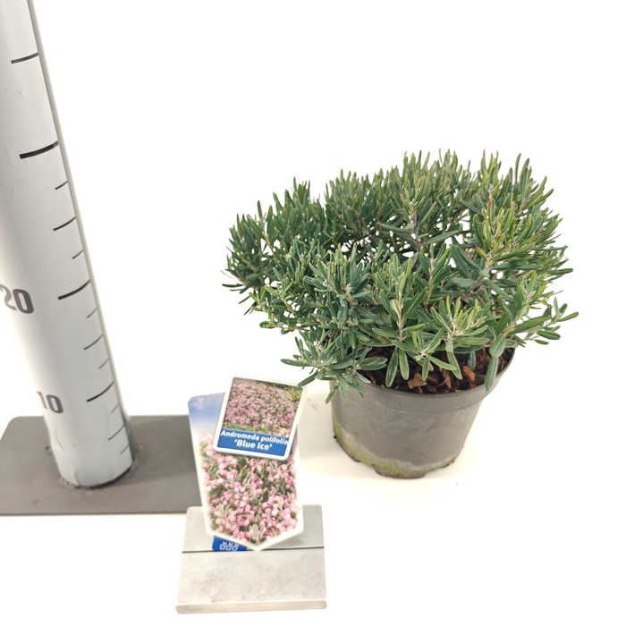 <h4>Andromeda polifolia 'Blue Ice'</h4>