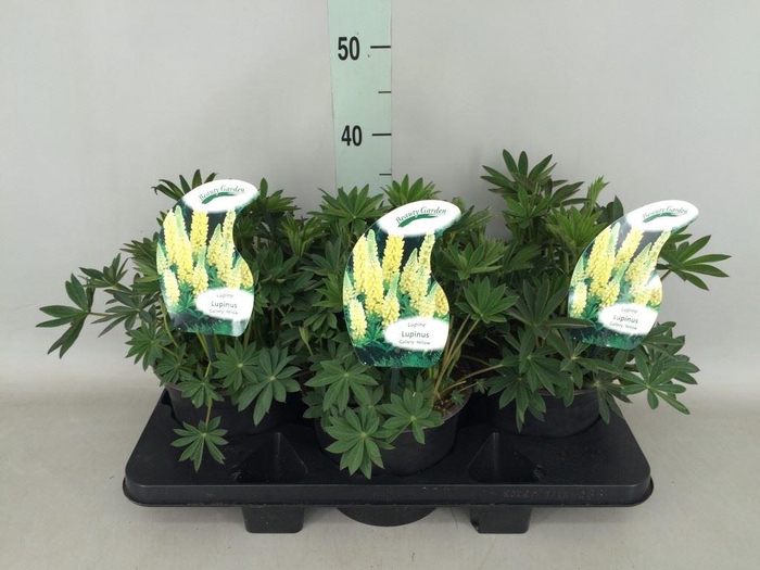 <h4>Lupinus   ...</h4>