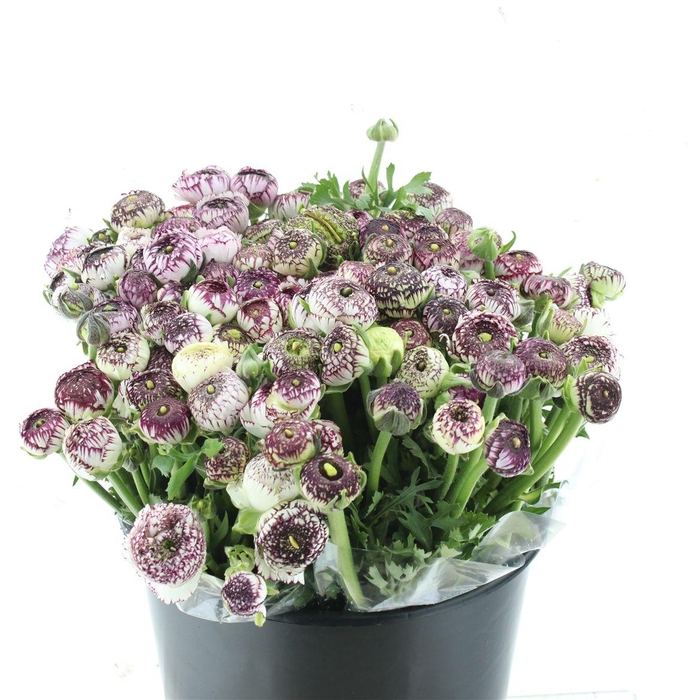 <h4>Ran El Sr Cappuccino Prima</h4>