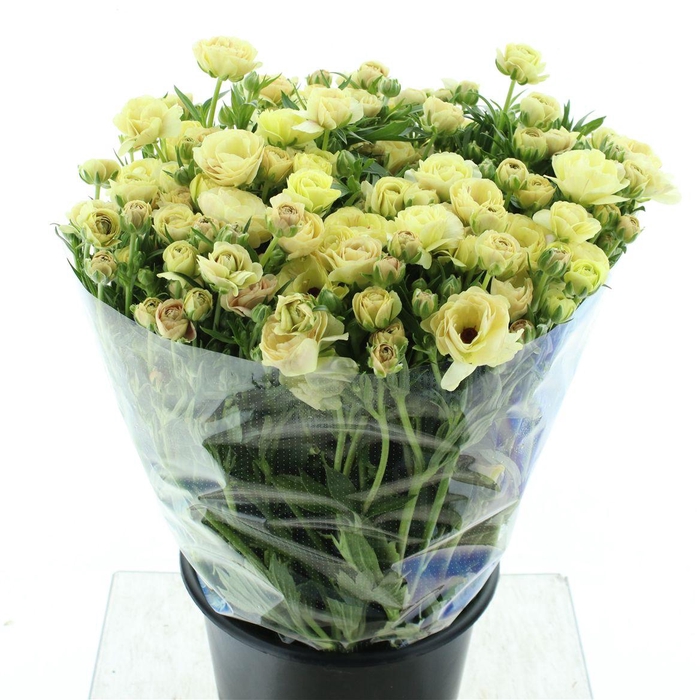 <h4>Ran Nat Moderna Cappuccino</h4>