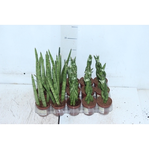 SANSEVIERA MINI MIX P06
