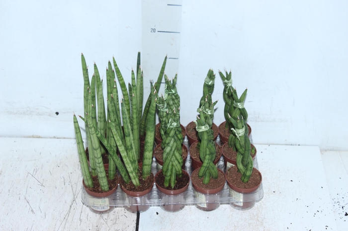 <h4>SANSEVIERA MINI MIX P06</h4>