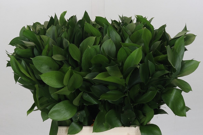 <h4>Ruscus Israel</h4>