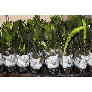 ZAMIOCULCAS BLACK QUEEN P14