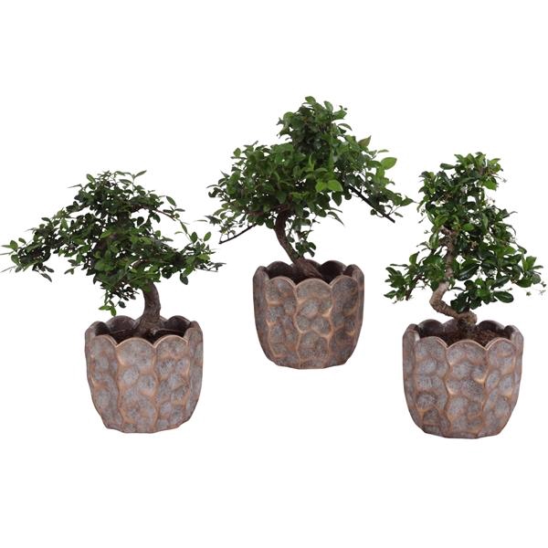 <h4>Bonsai Indoor Mix Ø12cm S-Shape in Ø 15cm Ceramic PL670</h4>