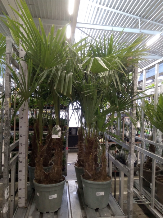<h4>Trachycarpus fortunei</h4>