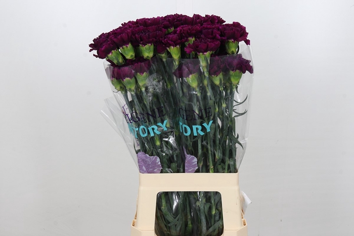 <h4>Dianthus St Florigene Moontea</h4>