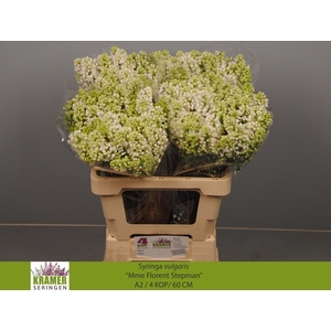 SYR V MME FL STEPMAN