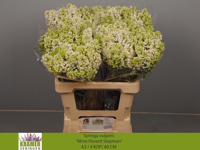 <h4>SYR V MME FL STEPMAN</h4>